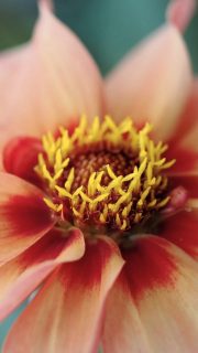 Dahlien aus Samen ziehen. Einfach & preiswert zum Blütenmeer

Was viele nicht wissen: Dahlien lassen sich auch aus Samen ziehen. Die Aussaat gelingt (ab Mitte März) zuverlässig und ist oft sogar noch einfacher als andere Sommerblumen vorzuziehen. Am schwierigsten ist die Entscheidung für eine bestimmte Dahliensorte.

Geht es nach den Bienen, säen Sie am besten niedrige Dahlien mit ungefüllten Blüten wie Mignon-Dahlien, Collarette-Dahlien oder auch einfache Cactus-Dahlien. Die Pflanzen werden angeblich nur etwa 50 cm hoch, doch meiner Erfahrung nach sind sie im Herbst dann doch gut 70 cm.

Warum Dahlien säen?

Weil man so sehr preiswert viele hübsche Dahlien bekommt, die bis in den Herbst hinein blühen.
Weil man beim Bepflanzen von Beeten und Balkonkästen richtig aus dem Vollen schöpfen kann.
Und weil es Spaß macht, Dahlien beim Wachsen und Blühen zuzusehen.

Im Blog: Dahlien aus Samen ziehen. Einfach & preiswert zum Blütenmeer
https://www.wo-blumenbilder-wachsen.de/dahlien-aus-samen-ziehen/

Kurzlink: https://www.insbeet.de/Dahlien_Aussaat

Meine Dahlien im Garten: http://www.insbeet.de/Dahlienbilder 

#dahlien #dahlia #gartenwissen #gartentipps #überwintern #winterquartier #knollen #blumenzwiebeln #garten #keller #blumen #blumenbilder #dahlie #pflanzenliebe #blumenliebe #blume #blumenmachenglücklich #pflanzen #gärtnern #gartentipp #gartenliebe #blumengarten #meingarten #pflanzenpflege #grünerdaumen #gartenarbeit #gartenfreunde #pflanzenwissen #gartenfragen #omsystemde