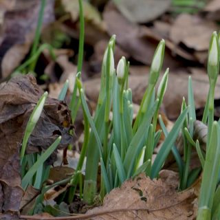 Schneeglöckchen vermehren, einfach und sicher

Für manche Schneeglöckchen bezahlen Liebhaber und Sammler horrende Summen. Ich finde, das muss nicht sein. Das heimische Schneeglöckchen macht seine Sache mindestens genauso gut wie teure Züchtungen. Sie verkünden das Ende des Winters. Mehr muss Galanthus nicht können. Deswegen kann ich auch nicht genug dieser genügsamen Frühblüher im Garten haben. Wie gut, dass sie sich so leicht vermehren. Jetzt ist die perfekte Zeit dafür.

Im Blog: Schneeglöckchen vermehren, einfach, sicher, kostenlos & legal
https://www.wo-blumenbilder-wachsen.de/schneegloeckchen-vermehren/

Kurz:https://www.insbeet.de/Schneegloeckchen

#schneeglöckchen #frühlingsboten #frühlingszauber #garten #frühlingserwachen #gartenliebe #gartengestaltung #blütenpracht #frühlingsblumen #frühlingsgefühle #gartenarbeit #gartentipps #gartenwissen #meingarten #gärtnern #gartentipp #gartenglück #grünerdaumen #insektenfreundlich #bienenfreundlich #blumengarten #pflanzenpflege #ziergarten #pflanzenliebe #pflanzenwissen #blüten #blumenmachenglücklich #gartenfragen #garteninspiration #omsystemde