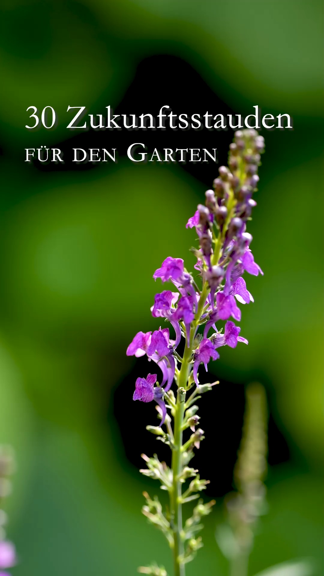 30 Zukunftsstauden für den Garten
Klimastarke Stauden können Klimawandel. Sie vertragen Hitze, Trockenheit und Frost. Viele dieser Stauden vertragen auch mal zu viel Regen. Die besten Zukunftsstauden sind außerdem resistent gegenüber Krankheiten und ausgesprochen pflegeleicht. 
Zukunftsstauden sind keine neue Erfindung sondern haben sich schon „ewig“ bewährt. Vorwiegend in mediterranen Ländern und Nordamerika. Sie sind zudem insektenfreundlich, auch hier bei uns!
Klimastarke Stauden sind ideal für alle, die ihren Garten nachhaltig bepflanzen möchten und dabei nicht auf schöne Pflanzen und Blüten verzichten möchten. Zu meinen Top-Zukunftsstauden gehören unter anderem:
+ Akelei, Aquilegia
+ Blauer und weißer Staudenlein, Linum perenne
+ Blauraute, Perovskia 
+ Bart-Iris, Schwertlilie, Iris barbata
+ Bulgarischer Lauch
+ Blutstorchschnabel, Geranium
+ Echter Salbei, Salvia
+ Ehrenpreis, Veronika 
+ Fackellilie, Kniphofia
+ Fetthenne, Sedum
+ Graslilie, Anthericum
+ Goldmohn, Eschscholzia californica
+ Gold-Flachs, Gelber Lein, Linum flavum, heimische Staude, die auf der Roten Liste steht.
+ Hauswurz, Sempervivum. Früher DAS Mittel gegen böse Wetter und Dämonen. 
+ Indigolupine, Baptisia australis 
+ Katzenminze, Nepata x faassenii 
+ Patagonisches Eisenkraut, Verbena bonariensis 
+ Palmlilie, Yucca, echt unverwüstlich, komme was wolle.
+ Purpur-Königskerze, Verbascum
+ Prachtkerze, Gaura Lindheimeri
+ Spornblume, Centranthus
+ Scheinsonnenhut, Purpur-Sonnenhut, Echninacea purpurea
+ Echter Salbei, Steppensalbei, Salvia
+ Schafgarbe, Achillea
+ Wolfsmilch, Walzen-Wolfsmilch, Euphorbia

Im Blog: 30 klimastarke Zukunftsstauden in Wort und Bild
https://www.wo-blumenbilder-wachsen.de/30-klimastarke-zukunftsstauden
Kurz: https://www.insbeet.de/Zukunftsstauden

#Stauden #Klimawandel #Zukunft #Garten #Pflanzen #Blumen #Zukunftspflanzen