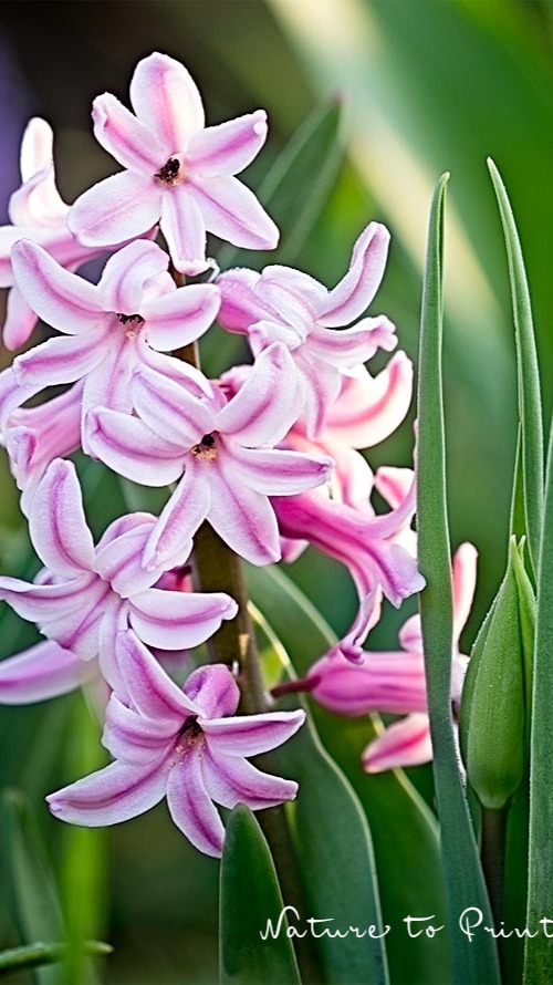 Gefährliche Schönheiten. 

Hyazinthen sind Frühling pur. Die Zwiebelblumen aus dem Orient begeistern durch barocke Blütenpracht und süßen Duft. Hinzu kommt ihre leichte Pflege. Zwiebeln im Herbst in den Boden stecken und abwarten. Wer bis zur Blüte gegen Ende März nicht warten kann, treibt die dicken Blumenzwiebeln in speziellen Hyazinthengläsern einfach vor. Dann zaubern Hyazinthen schon im Januar Frühling aus dem Hut.

Im Blog:
+ Welcher Standort und welcher Boden sind optimal für Hyazinthen?
+ Was sind Treibhyazinthen?
+ Wie und wann pflanzen?
+ Wie, womit und wann düngen?
+ Was tun mit Hyazinthen nach der Blüte?
+ Warum fallen manche Hyazinthen um und wie können Sie das verhindern?
+ Warum sind die Blüten nur im 1. Jahr so prächtig?
+ Welche Pflanzpartner?
+ Welche Krankheiten und Schädling können vorkommen und was tun dagegen?

Hyazinthen. Der verlockend süße Duft des Frühlings
https://www.wo-blumenbilder-wachsen.de/hyazinthen-pflanzen-vortreiben/

Kurz: https://www.insbeet.de/Hyazinthen_vortreiben

#hyzinthen #blumenzwiebeln #zwiebelblumen #frühlingsblumen #frühblüher #frühling #frühlingsboten #garten #gartenwissen #pflanzenwissen #bulbs #gartentipps #gärtnern #gartentipp #pflanzenpflege #blumenliebe #frühlingserwachen #blumenfotografie #blüten #blumengarten #lebenmitblumen #bienenfreundlich #gartenliebe #gartenfragen #blumenmeer #gartenblog #gartenblogger #blumenmachenglücklich #omsystemde