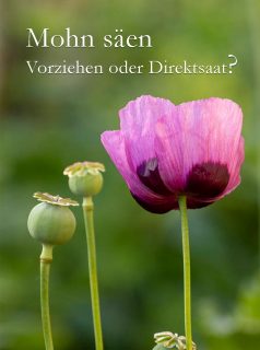 Mohn säen. Vorziehen oder Direktsaat?

Alle lieben Mohn, doch wie kommt er sicher in den Garten? Fakt ist: Mohn lässt sich nur schlecht vorziehen weil er Pfahlwurzeln hat, die beim Versetzen schnell abbrechen. Es sei denn, man kennt Trick 17 und sät Mohn in Klorollen aus.

Einfacher ist Mohn direkt ins Beet zu säen.
+ Beet sehr gut vorbereiten.
+ An einem windstillen Tag Mohn säen. Der Samen ist sehr fein und fliegt leicht davon.
+ Samen nicht abdecken, Mohn ist Lichtkeimer.
+ Boden feucht halten

+ Frost schadet nicht, Trockenheit schon!

Mohn ist Frostkeimer und braucht einen Kältereiz um zu keimen. Daher kann man Mohn auch schon im Spätherbst säen. Jetzt im März gelingt Direktsaat auch noch. Also ab in den Garten: Mohn säen.

Im Blog: Mohn säen. Wie kommt Mohn sicher ins Beet?
https://www.blumenbilder.org/mohn-vorziehen-mit-trick-17/

Kurzlink: https://www.insbeet.de/Mohnaussaat

#Mohn #Aussaat #Garten #Samen #Blumen #blumenliebe