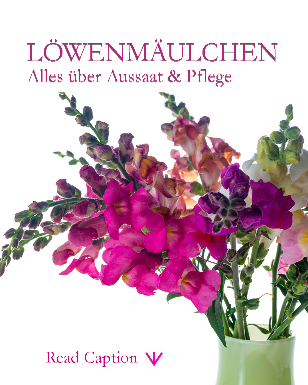 Löwenmäulchen Aussaat und Pflege

Löwenmäulchen Samen sind sehr fein. Nicht mit Erde abdecken, sondern nur leicht andrücken und mit feiner Brause angießen.

+ Aussaat ab Mitte März im Haus in kleinen Saatschalen mit keimfreier Aussaaterde bei etwa 20-22 Grad
+ Sobald die Samen auflaufen die Sämlinge kühler 18 Grad und hell stellen
+ In Töpfchen pikieren sobald die Sämlinge echte Blätter zeigen und fassbar sind.
+ Nach etwa 6-8 Wochen vorsichtig leicht düngen
+ Pinzieren, damit die Pflanzen buschiger wachsen
+ Rechtzeitig abhärten und dann ab Mitte Mai auspflanzen

Direktsaat ins Beet ist ebenfalls möglich, aber der Erfolg ungewiss wegen scharrender Katzen, Vögel, Trockenheit etc.

++ Wichtig ist, Löwenmäulchen jedes Jahr an eine andere Stelle zu pflanzen, damit sich ihre Pilzkrankheiten (Pusteln an den Blättern) nicht verbreitet.

+++ Ebenfalls sehr wichtig ist Ausputzen und regelmäßiges schneiden! Je mehr Blütenstiele geschnitten werden, desto mehr wachsen nach.

Im Blog: Löwenmäulchen säen und lieben.
https://www.wo-blumenbilder-wachsen.de/loewenmaeulchen-saeen-lieben/

Kurz: https://www.insbeet.de/Loewenmaul

#blumen #aussaat #sommerblumen #blumenmachenglücklich #saatgut #gärtnernmachtglücklich #blüten #anzucht #gartenleben #hummeln #gartenglück #gärtnern #gartentipps #gartenwissen #gartenfragen #gartentipp #bienengarten #blumengarten #ziergarten #blüte #pflanzenpflege #meingarten #gartenliebe #kleingarten #meingartenmeinzuhause #garteninspiration #gartenpflanzen #blumenbeet #gartenjahr #pflanzenliebe