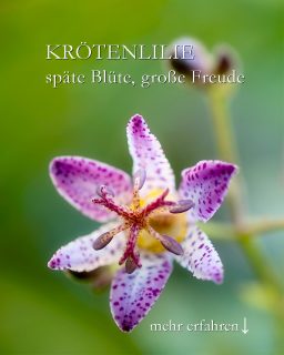 Japanische Krötenlilie Trycyrtis
Der Trivialname Krötenlilie wird dieser Pflanzenrarität nicht gerecht. Die Staude sieht nicht aus wie eine Kröte, nur ihre Tupfen erinnern an die Tupfen einer Kröte.
+ Blüten: Exotische Anmutung in Weiß oder Gelb mit rosa, pinken oder violetten Tupfen und auffallend großen Staubgefäßen
+ Blütezeit: September / Oktober
+ Standort & Boden:
Halbschatten bis Schatten
Normaler Gartenboden
++ Leichte Pflege:
Zweimal im Jahr düngen.
Rückschnitt im Frühjahr
Gießen bei Trockenheit
+++ Krötenlilien gehören zu den Lilien- und Maiglöckchengewächsen und sind giftig. Also bitte nur anschauen, nicht essen! Haustiere meiden sie von ganz alleine.
Im Blog: Krötenlilie Besonderheiten, Vermehrung, Pflanzpartner und mehr.
https://www.wo-blumenbilder-wachsen.de/kroetenlilie-tricyrtis/
Kurz: https://www.insbeet.de/Kroetenlilie
#schatten #garten #gartenwissen #gartentipps #pflanzenwissen #pflanzen #stauden #staudengarten #gartentipp #naturgarten #gärtnern #gartengestaltung #grünerdaumen #pflanzenpflege #herbstgarten #blumengarten #gartenimpressionen #gartenpflanzen #garteninspiration #blüte #bienenweide #insektenfreundlich #lebenmitblumen #gartenliebe #pflanzenliebe #exotisch #gartenblogger #omsystemde #gartenblog