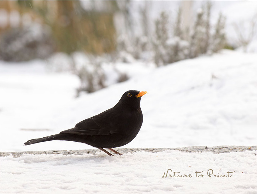 Amseln sind geschickte Schneckenjäger, brauchen aber im Winter Unterstützung, um im Garten zu bleiben.
