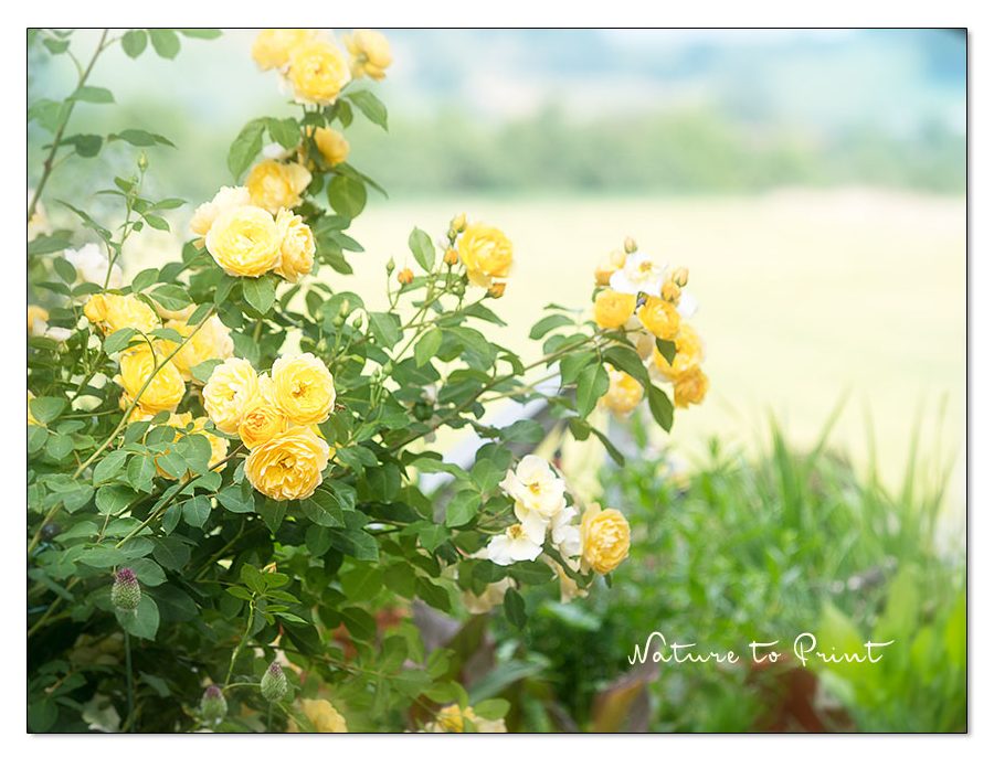 Rose Graham Thomas. Strauchrose mit Aussicht.