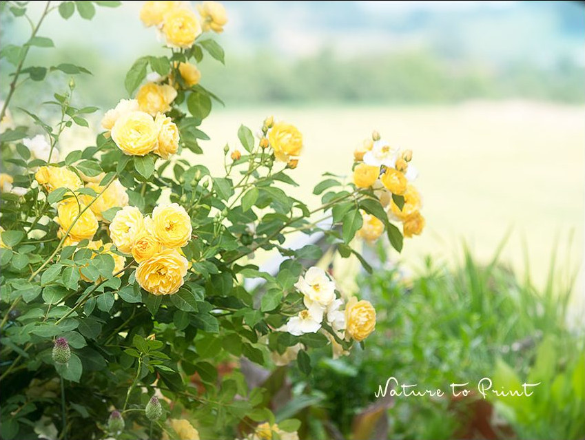 Rose Graham Thomas. Große Englische Strauchrose mit Aussicht auf eine geliehene Landschaft im Hintergrund. Rose Graham Thomas. Strauchrose mit Aussicht.