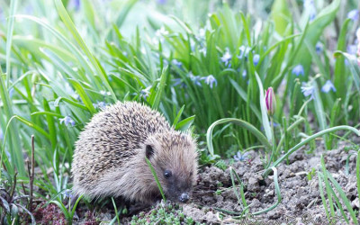 Schnecken abwehren, sicher, ohne zu schaden, aber nachhaltig.
