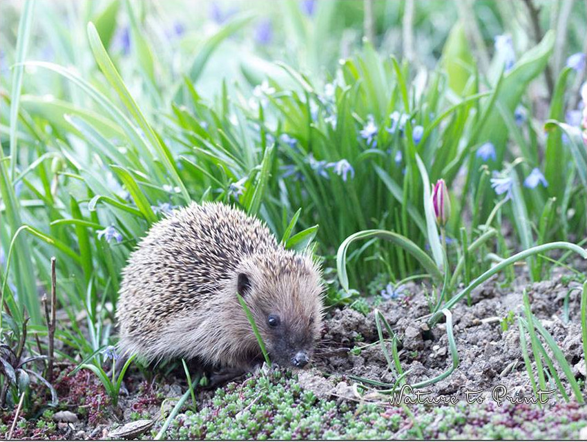 Schnecken abwehren, Igel und andere Nützlinge im Garten fördern.