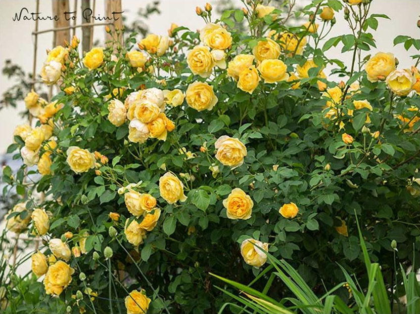 Graham Thomas wächst an einem sonnigen Südhang. Graham Thomas von der Südseite aus betrachtet