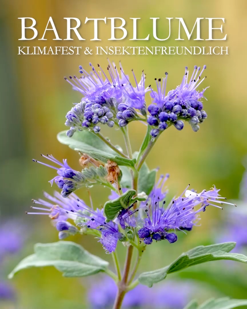 Bartblume
klimafest & insektenfreundlich

Die Bartblume, bot. Carypteris ist ein kleiner Halbstrauch, die ab Ende August / September durch blaue Blüten begeistert. Sie liefern Pollen und Nektar und werden daher gerne angeflogen von Bienen, Hummeln und Schmetterlingen.

Bartblumen sind Gewinner des Klimawandels denn sie vertragen Hitze und Trockenheit!

+ Standort: warm, volle Sonne, geschützt vor eisigen Winden, gerne vor einer Mauer.
+ Wächst auch in Betonpflanzsteinen
+ Boden: durchlässig
+ Wuchs: Je nach Sorte 60 bis 100 cm hoch und ebenso breit.

+++ Pflege: anspruchslos
+++ kein Dünger, kein Kompost, kein Gießen
+++ Rückschnitt auf 15 cm im Frühling

+ Pflanzzeit: idealerweise im Frühling
+ Winterschutz: Am richtigen Standort kommt die Bartblume ohne Winterschutz aus.

+ Vermehrung: durch Stecklinge bis Mitte Juni
+ Die Bartblume sät sich auch selber aus. Augen auf beim Jäten im Frühling!

+++ Schädlinge: KEINE

Im Blog: Bartblume, Pflege & Pflanzpartner https://www.wo-blumenbilder-wachsen.de/bartblume-blaue-blueten-sonnenplatz/

Kurzlink: https://www.insbeet.de/Bartblume

#bartblume #rettetdiebienen #bienen #bienenweide #herbst #blau #blaueblumen #garten #gartengestaltung #pflanzenliebe #gartenwissen #gartentipps #gartenblog #pflegeleicht #natur #naturliebe #lebenmitblumen #insektenfreundlich #lumixphotography