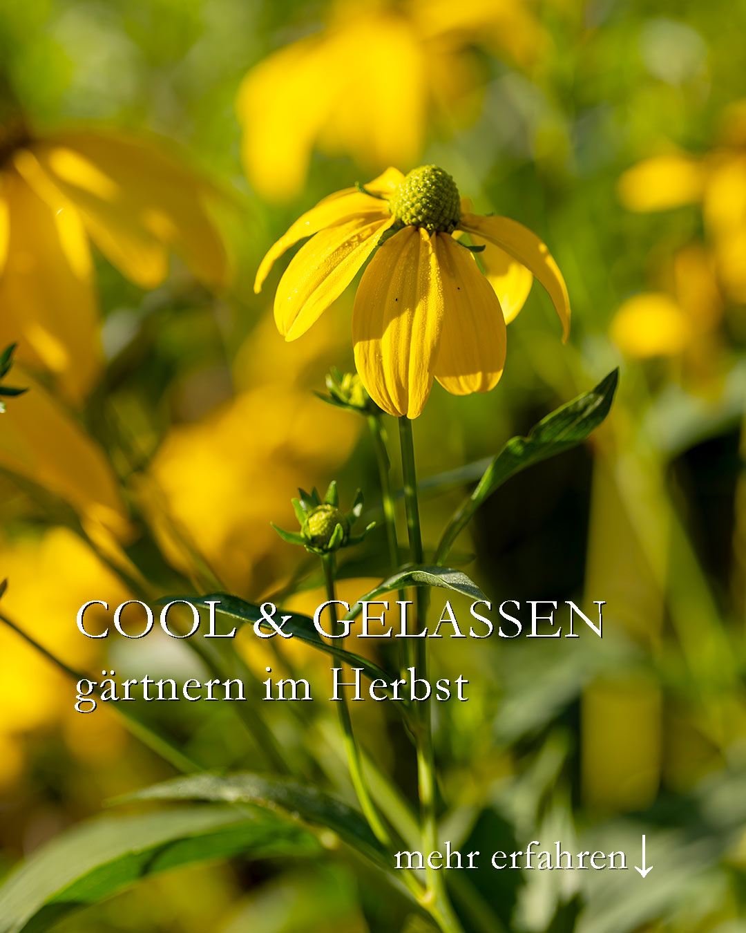 Cool & gelassen gärtnern

Man kann den Garten genießen und dabei trotzdem Schritt für Schritt alles Notwendige tun. Nur keine Hetze aufkommen lassen. Es kommen noch viele sonnige Tage, in denen man das ein oder andere im Garten erledigen kann.

Ruhe bewahren

+ Nur nicht hetzen lassen
+ Es muss nicht alles auf einmal fertig sein

Prioritäten setzen

+++ Jäten bis zum Schluss ist dennoch wichtig
+++ Zwiebeln setzen klappt auch noch im Januar

Garten einfacher gestalten

+ Bevorzugt pflegeleichte, heimische und klimafeste Pflanzen standortgerecht setzen
+ 1 x dauerhafte Tulpen setzen spart in Zukunft Geld und Arbeit
+ In Blumenzwiebeln zum Verwildern investieren
+ Staudenschnitt kann und sollte warten
+ Welke Sommerblumen rausmachen auch

+++ Futterplätze für Vögel einrichten

Im Blog: 5 Gartentipps über den pflegeleichten Garten, pfiffige Lösungen, fleißige und freiwillige Gartenhelfer und gänzlich überflüssige Gartenarbeiten.

https://www.wo-blumenbilder-wachsen.de/gelassen-gaertnern/

Kurz: https://www.insbeet.de/gelassen

#blumengarten #winterfest #gartentipps #gartenwissen #staudengarten #herbst #gartenarbeit #stauden #herbstgarten #gärtnern #gartentipp #ziergarten #gartenliebe #pflanzenliebe #pflanzen #pflanzenpflege #lebenmitblumen #meingarten #grünerdaumen #garten #gartenblogger #gartenparadies #gartenfragen #gartenblog #landhausgarten #lumixphotography