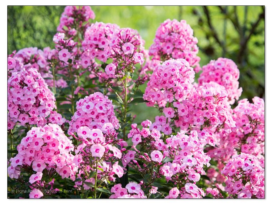 Stauden teilen. Phlox lässt sich gut teilen, vermehrt sich aber auch durch Selbstaussaat.