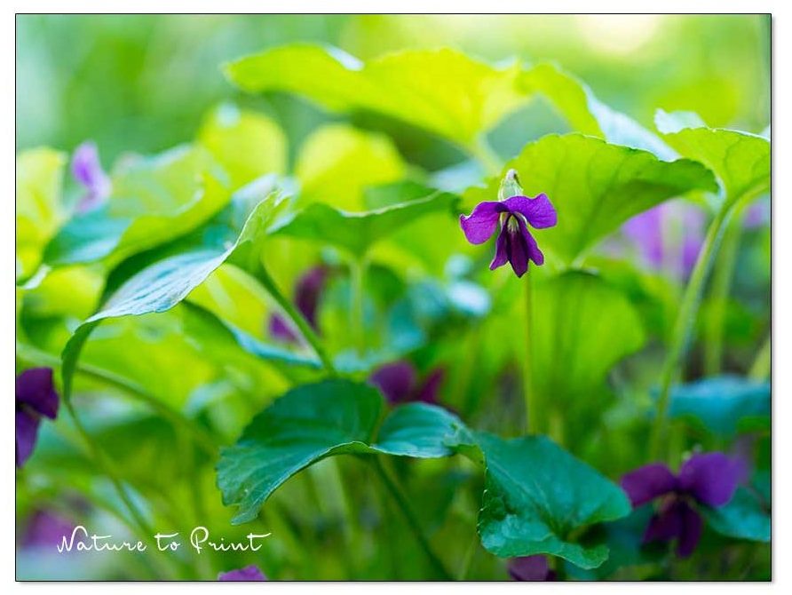 Stauden teilen. Pfingstveilchen lassen sich sehr gut teilen und bilden so schnell einen großen, dicht wachsenden Bestand