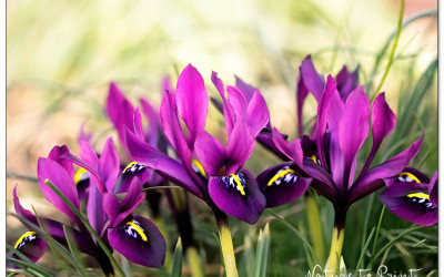 Zwerg-Iris. Faszinierende Göttin des Lichts im Miniaturformat