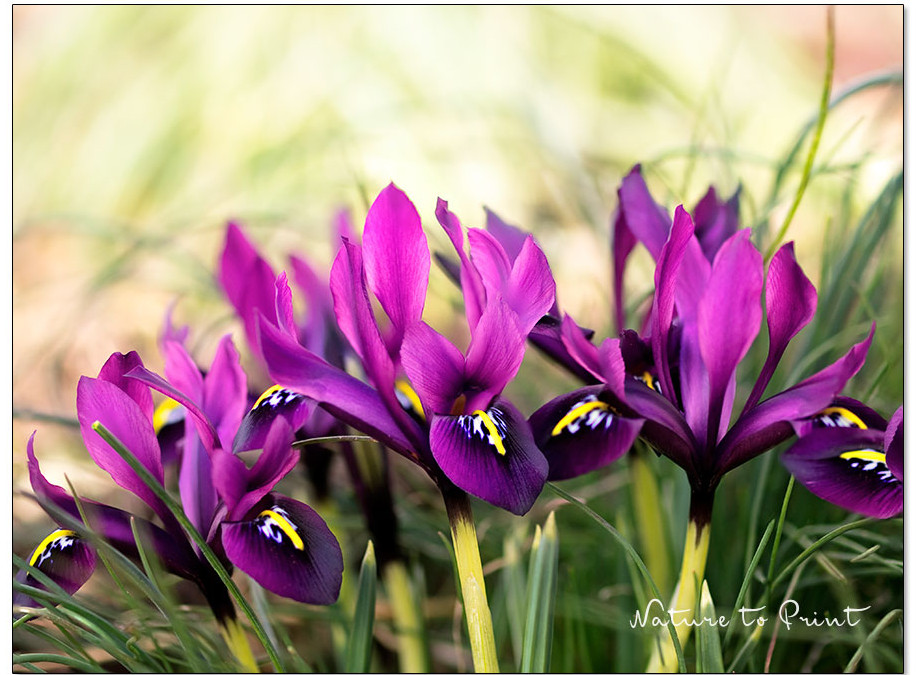 Purpur Zwerg-Iris / Netz-Iris Pauline macht den Frühling