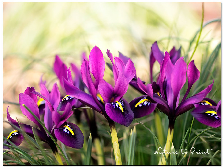 Purpur Zwerg-Iris / Netz-Iris Pauline macht den Frühling