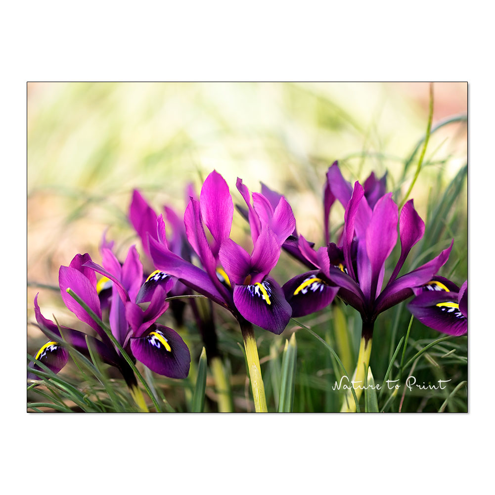 Purpur Zwerg-Iris / Netz-Iris Pauline macht den Frühling