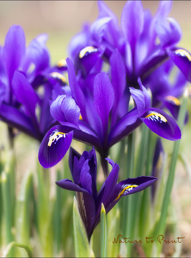 Netz-Iris 'Harmony', blaue Iris reticulata im Garten von Nature to Print