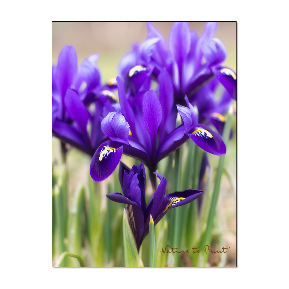 Zwerg-Iris 'Harmony', blaue Iris reticulata im Garten von Nature to Print