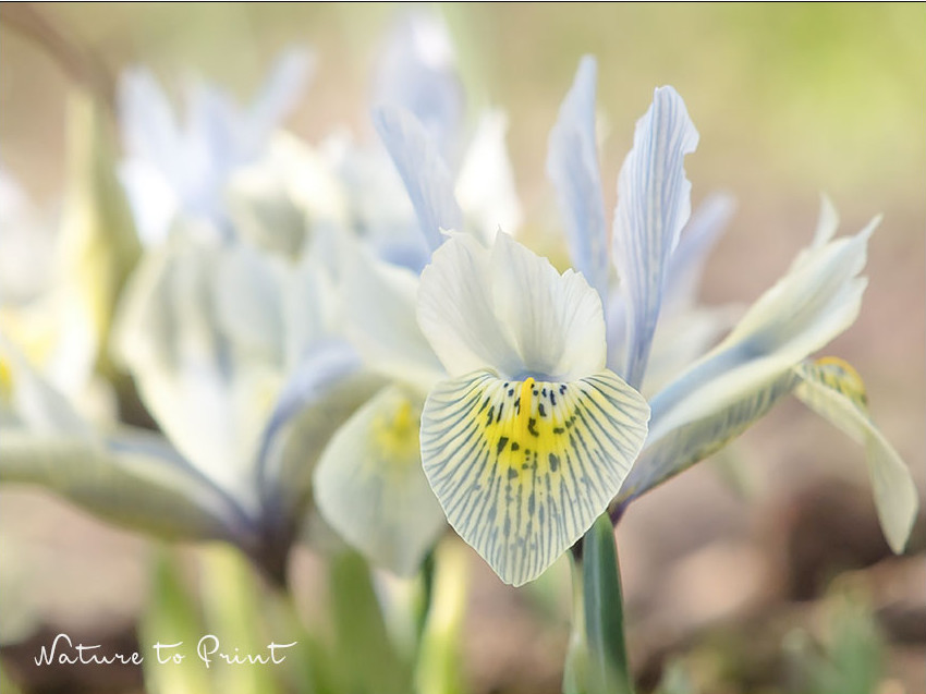 Zweifarbige Zwerg-Iris Katharine Hodgkin