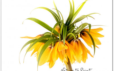 Kaiserkronen, Giganten im Frühlingsgarten