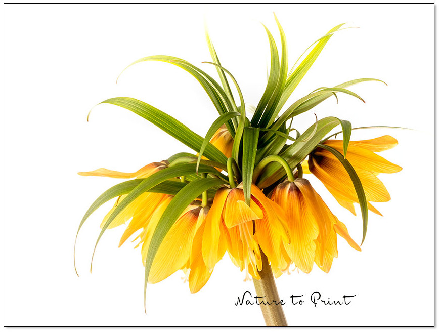 Kaiserkronen, Giganten im Frühlingsgarten