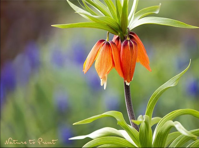 Orange Kaiserkrone im Frühlingsgarten