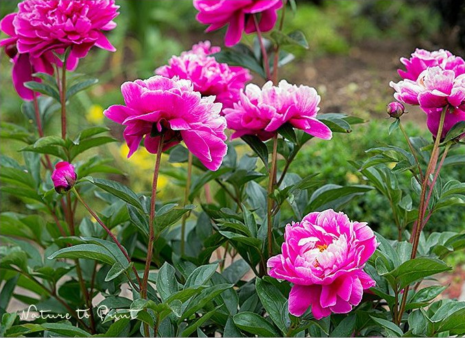 Mondstützen stützen Pfingstrosen wirksam aber unsichtbar