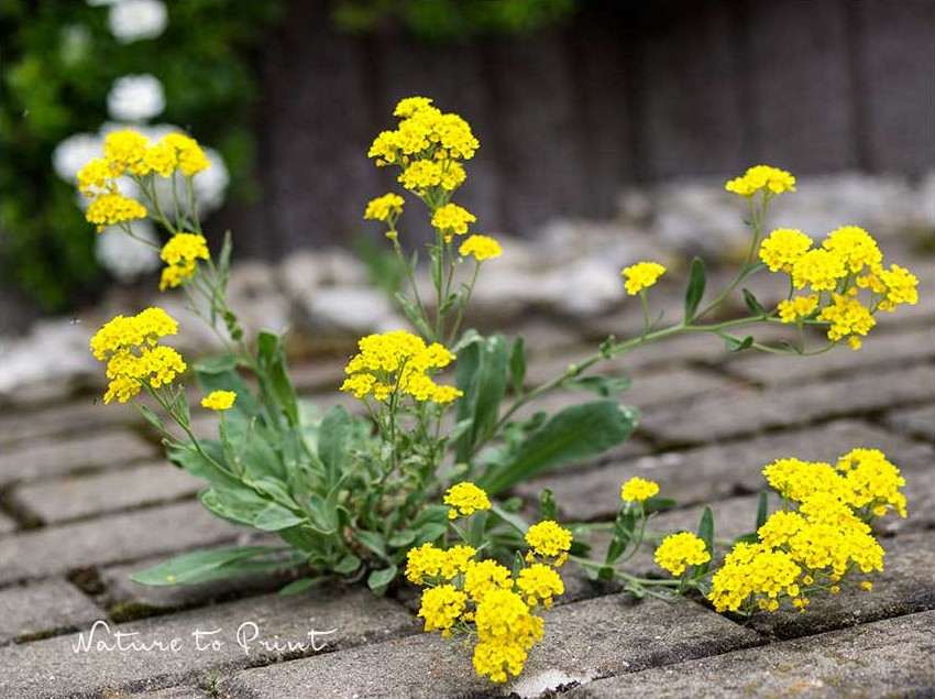 Felsensteinkraut, macht sich auf einem Parkplatz breit