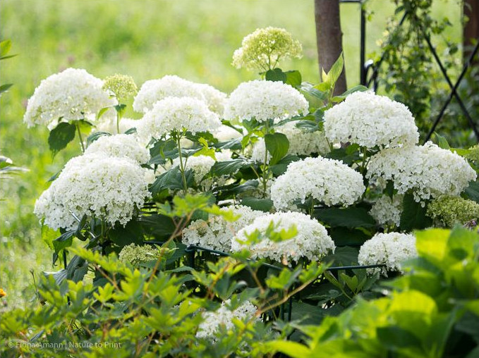 Ballhortensie Annabelle steht sicher in einem unsichtbaren Korsett aus Pflanzenstützen