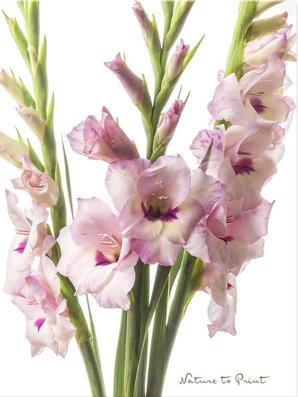 Stolze Gladiolen brauchen keine Pflanzenstützen. Blumenbild auf Leinwand oder Kunstdruck.