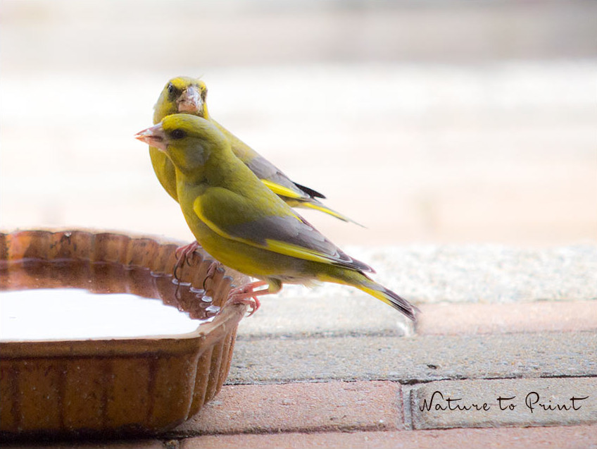 Grünfinken an der Vogeltränke - eine alte Backform aus Keramik