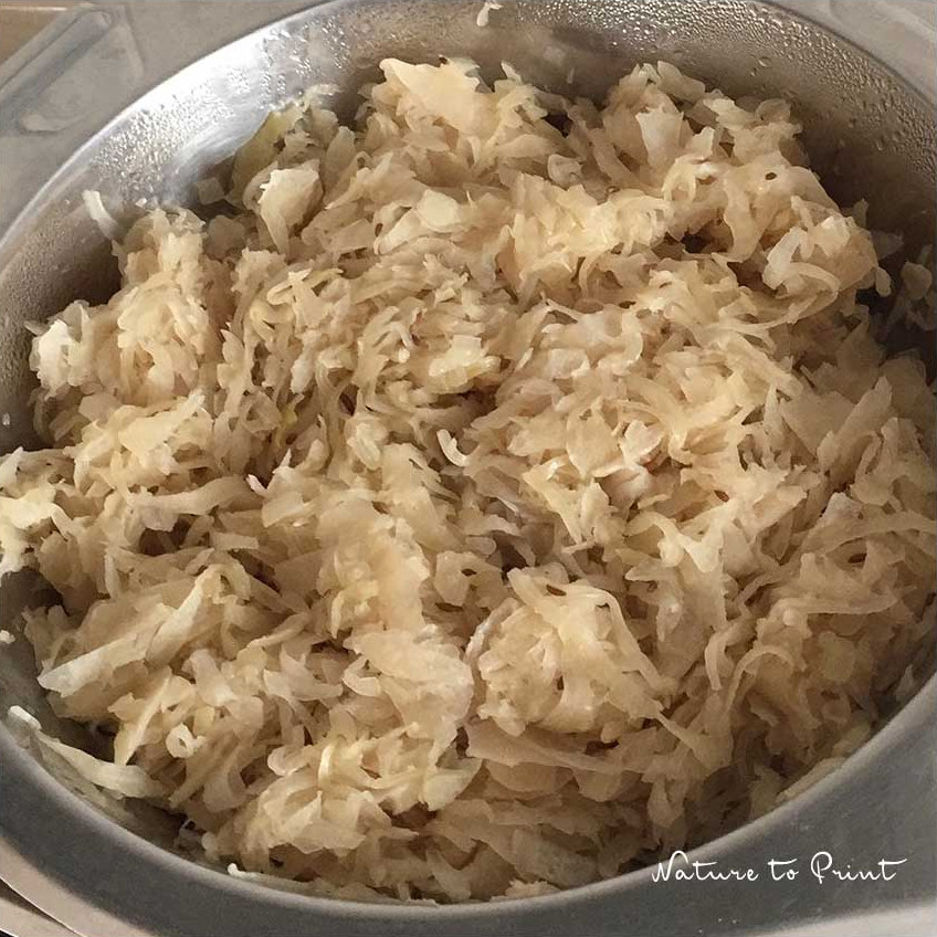Sauerkraut für Allgäuer Krautkrapfen muss vor dem Belegen erst abkühlen und gut abtropfen. Gekochtes Sauerkraut für Krautkrapfen