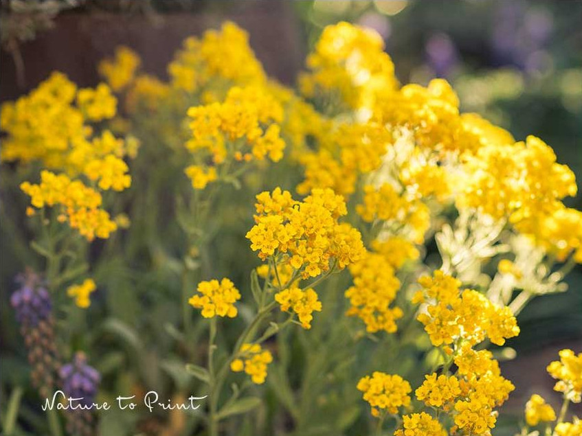 Felsensteinkraut, vermutlich Compactum Goldkugel'
