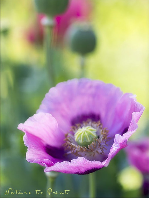 Blumenbild auf Leinwand Schlafmohn im Garten