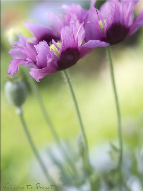 Blumenbild auf Leinwand Gefranster Schlafmohn im Garten
