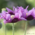 Gefranster Schlafmohn im Garten