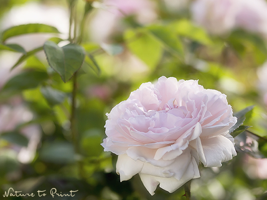 Redouté. Englische Rose, romantisch, robust und wetterfest.