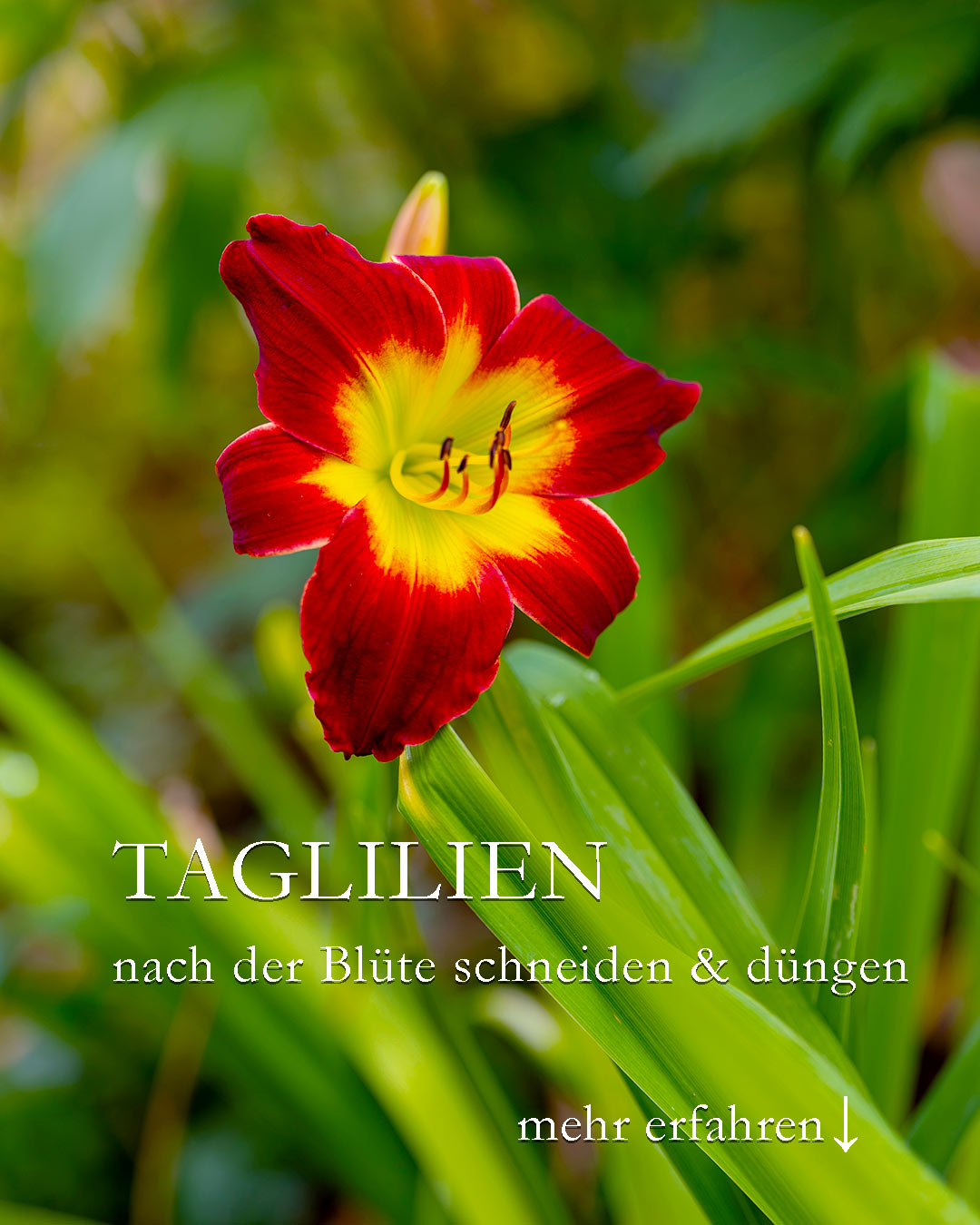 Taglilien nach der Blüte
Jetzt bitte schneiden und 1 x düngen
Taglilien blühen wochenlang und sind nach der Blüte noch lange nicht vorbei. Gute Pflege hält sie fit bis zum Frost.
+++ Radikaler Sommerschnitt direkt nach der Blüte. Dabei alles weg was welk, trocken oder kaputt ist.
+++ Nach dem Rückschnitt einmal leicht mit flüssigen Blumendünger düngen.
+++ Danach treibt die Taglilie wieder frisch aus. Manche Sorten remontieren und blühen später ein zweites Mal.
Taglilien pflanzen und pflegen
+ Standort: sonnig bis halbschattig.
+ Boden: Jeder nährstoffreiche, normale Gartenboden ohne Staunässe
+ Gießen: Ja bitte. Aber Trockenzeiten werden gut überstanden.
+ Dünger bei Austrieb im März + Mitte Juni: Kompost, Langzeitdünger, Flüssigdünger, Staudendünger
+ Pflege: Verblühtes zeitnah ausputzen, am besten täglich
+ Schnitt: Welkes kann immer weg
Im Blog: Pflegetipps und Video
https://www.wo-blumenbilder-wachsen.de/taglilien-pflegen-nach-der-bluete/
https://www.insbeet.de/Taglilien_Herbstbluete
#hemerocallis #taglilien #stauden #blumen #blumengarten #staudengarten #blüten #ziergarten #gartenglück #staudenliebe #naturgarten #pflanzentipps #blumenbeet #gartenblog #gartentipps #blumenmachenglücklich #gärtnerglück #gartenpflanzen #sommerblumen #gärtnern #gartenblogger #gartenwissen #gartenfragen