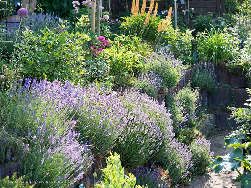 Lavendel in der Gartenmauer, im Hintergrund Steppenkerzen