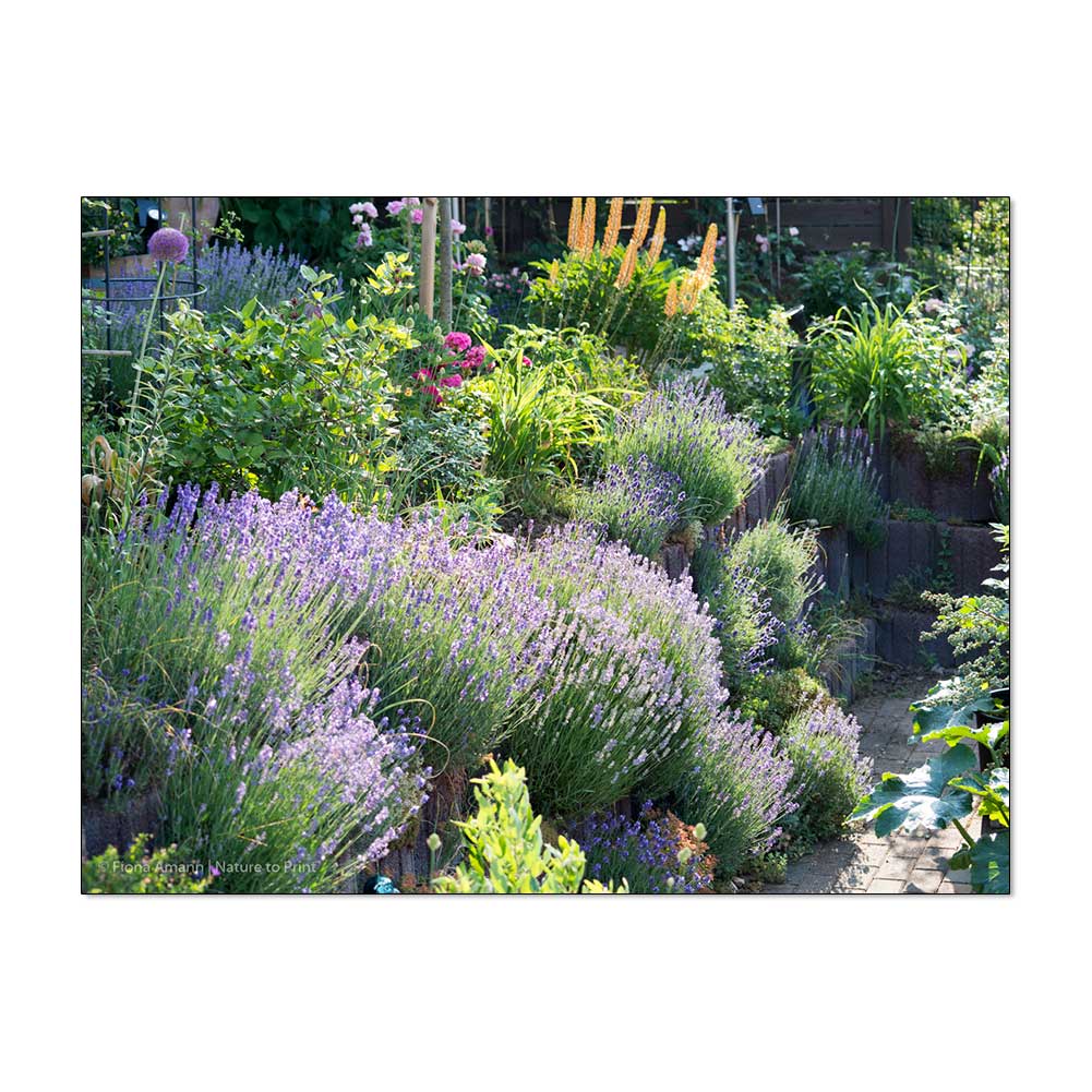 Lavendel in der Gartenmauer von Nature to Print
