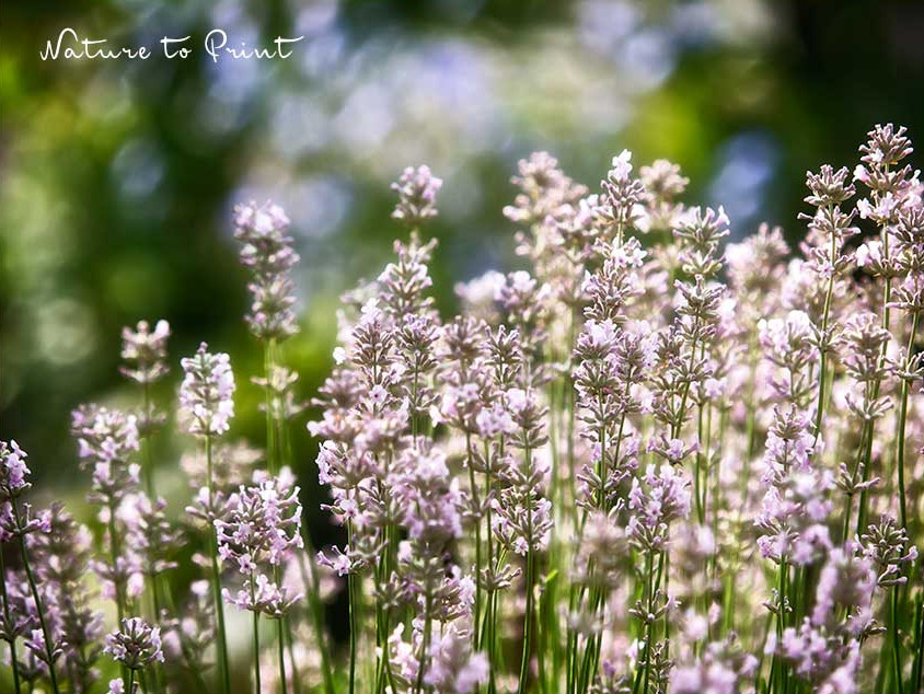 Auch sehr schön: silberweißer Lavendel im Garten. Allerdings besuchen ihn Bienen, zumindest meiner Erfahrung nach, nicht so oft und gerne wie blauen Lavendel. Lavendel mit silber-weißen Blüten