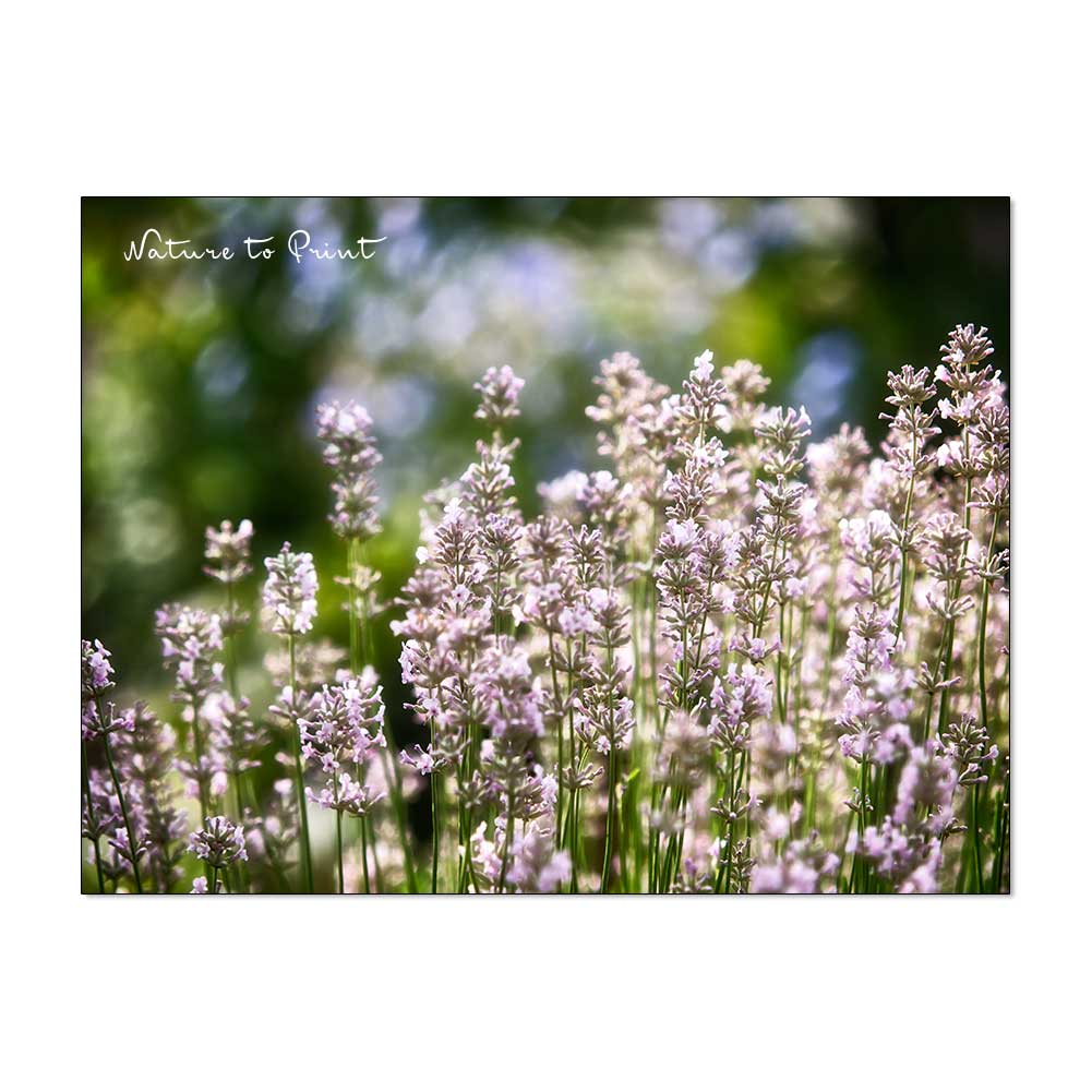 Lavendel mit silber-weißen Blüten