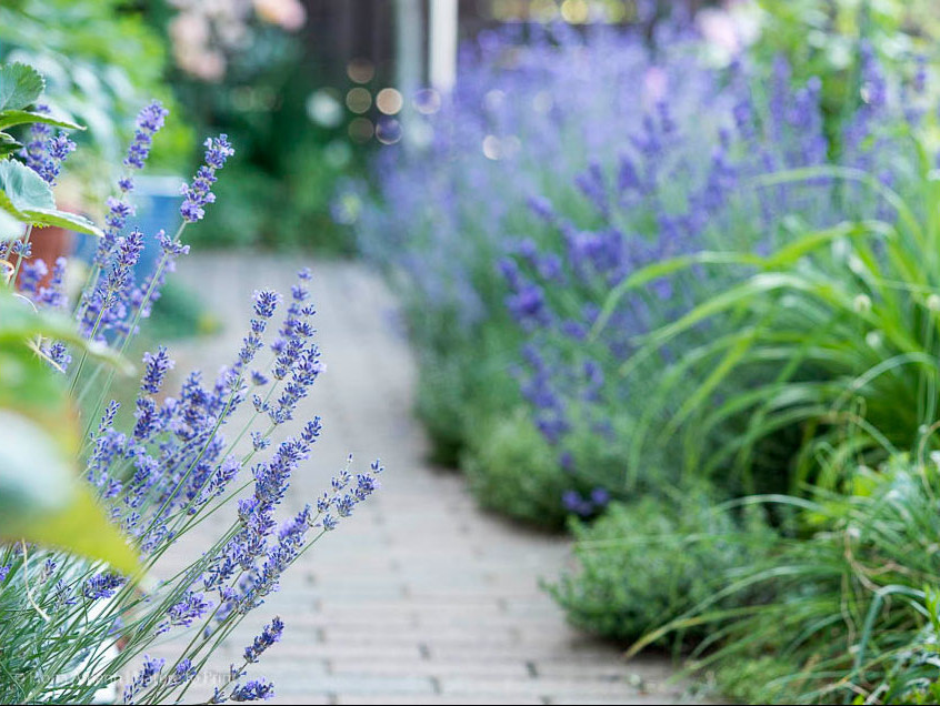 Schöner wohnen am äußerst trockenen "Lavendel-Weg". Dazwischen wächst Polster-Thymian, hilft auch sehr gut gegen Rosenkrankheiten und hält, zusammen mit Lavendel Schnecken fern. Lavendel säumt den Gartenweg am Sonnenhang