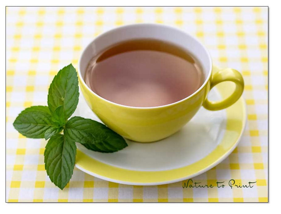 Pfefferminztee aus Schokominze. Unvergleichlich lecker, intensiv minzig.