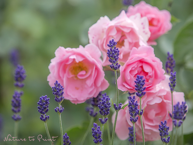 Lavendel vor Kordes-Rose Sommerwind