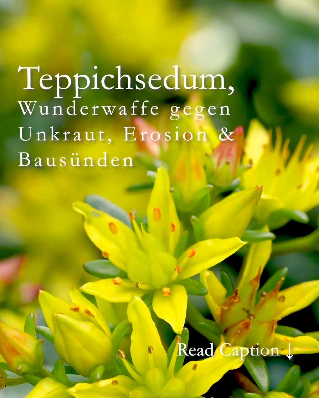 Bodendecker Teppichsedum
Meine beste Wunderwaffe gegen Unkraut, Erosion & Bausünden 
Teppichsedum aka Mauerpfeffer ist eine vielseitig einsetzbare, immergrüne Polsterstaude die Matten bildet und rasch alles begrünt. Sie wird, je nach Sorte nur etwa 5 bis 10 cm hoch, wächst jedoch zügig in die Breite. 
Mauerpfeffer erobert Mauern, begrünt Dächer und trockene Schotterpisten, kaschiert hässliche Betonpflanzsteine und andere Bausünden im Garten. Die genügsame Bodendecker säumt Stufen und Treppen, befestigt Böschungen und Hangbeete und hält Gartenwege sauber. Kurz: Wo Teppichsedum wächst, hat man viel weniger „Strafarbeit“ im Garten, Kaukasus-Sedum unterdrückt sogar Unkraut! 

•	Standort: Sonne pur. 
•	Kaukasus-Fetthenne, bot. Sedum spurium, und Goldsedum, bot. Sedum floriferum gedeihen auch im Halbschatten.
•	Verträgt lang anhaltende Hitze und Trockenheit
•	Ist absolut Winterhart
•	Braucht keinen Dünger
•	Muss NIE gegossen werden
•	Braucht KEINE Pflege
•	Felsen-Mauerpfeffer, bot. Sedum reflexum wächst auf NICHTS, sogar im Kiesstreifen vor dem Haus.
•	Teppichsedum ist bienenfreundlich

Der Bodendecker vermehrt sich durch Sprossen: Aus jedem einzelnen Spross wird eine neue komplett neue Pflanze. Wer das Kraut vermehren will, muss es nicht „richtig“ pflanzen, sondern einfach Sprossen oder Ausläufer an die gewünschte Stelle legen bzw. setzen. 
Wer mag kann so auch einfach ganze Polster teilen und versetzen.
Fazit: Je mehr von dieser genialen Wunderwaffe im Garten wächst, desto größer die Freude und desto weniger mühsame Gartenarbeit.

Im Blog: Meine 5 besten Teppichsedum in Wort und Bild
https://www.wo-blumenbilder-wachsen.de/teppichsedum-bodendecker-sonne/

Kurzlink: https://www.insbeet.de/Bodendecker

#Stauden #Polsterstauden #Bodendecker #Garten #Unkrautbekämpfen #Mauerpfeffer #Sedum #omsystemde #gartenwissen #gartentipps #lebenmitblumen