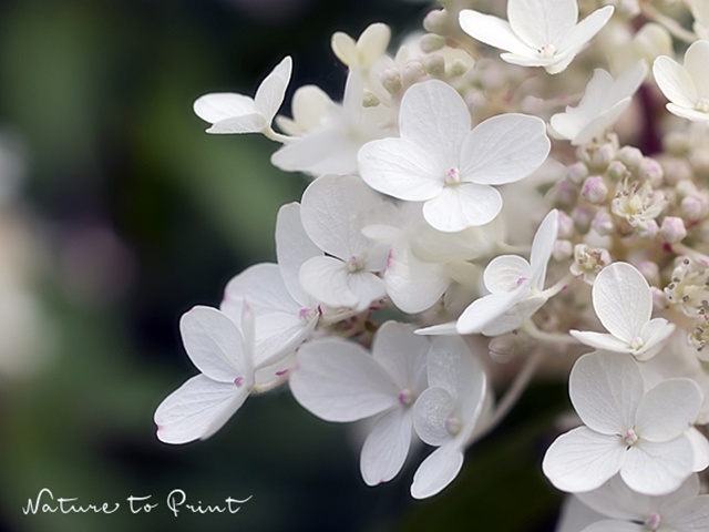 Hortensien am Südhang: Weiße Blüte der Rispenhortensie Pinky Winky