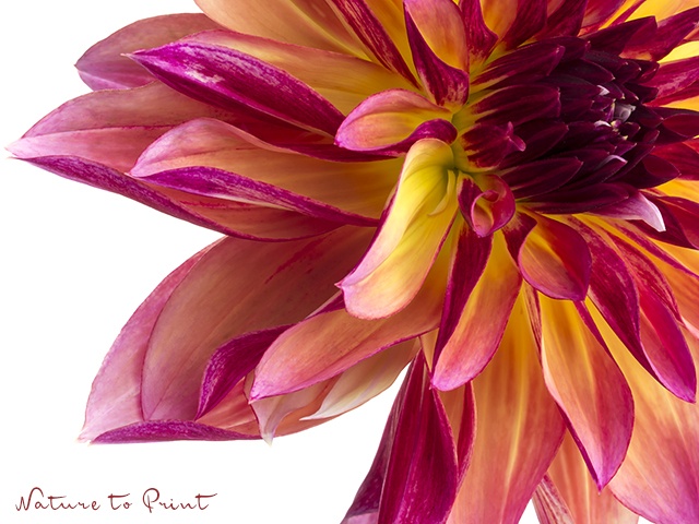 Blumenbild Geflammte Dahlie