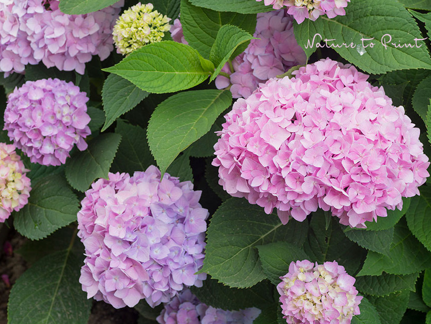Rosa Hortensie. Hydrangea ist immer durstig und braucht jeden Tag 10 Liter Wasser.
